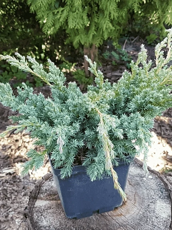 Можжевельник чешуйчатый Hunnetorp