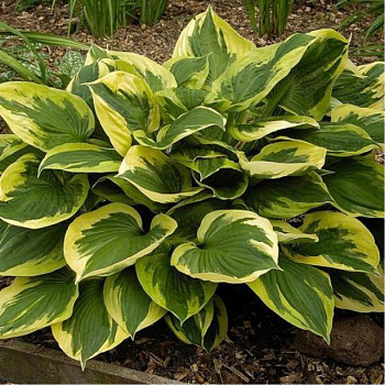 Хоста гибридная Энн