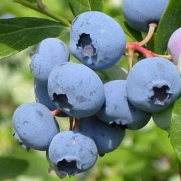 Голубика высокорослая Херберт