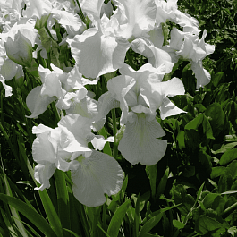 Ирис германский English Cottage