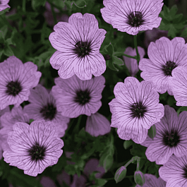 Герань пепельная Ballerina