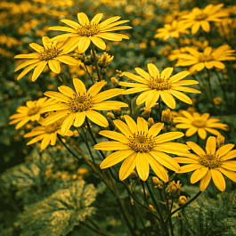 Бузульник зубчатый Desdemona