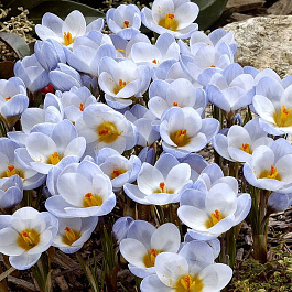 Крокус ботанический Блю Перл