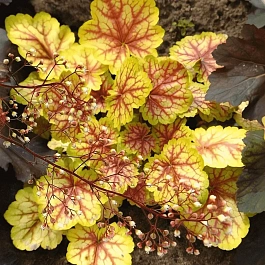 Гейхера Renoir