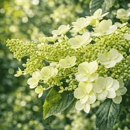 Гортензия метельчатая  Unique