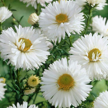 Астра новобельгийская Вайт Ледиз НАБОР 2ШТ (1+1)