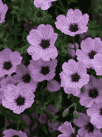 Герань пепельная Ballerina