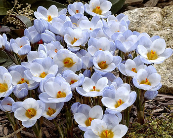 Крокус ботанический Блю Перл