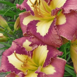 Лилейник Spacecoas Behavior Pattern