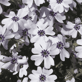 Флокс шиловидный Pharao Blue Eye