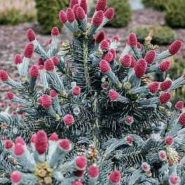 Ель колючая Hermann Naue