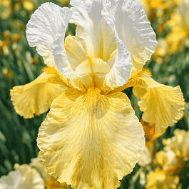 Ирис германскийGlacier Gold