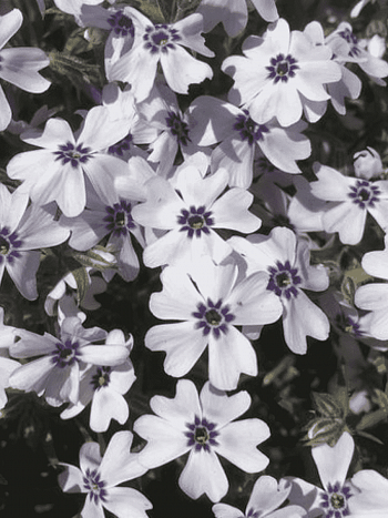 Флокс шиловидный Pharao Blue Eye