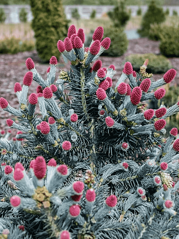 Ель колючая Hermann Naue