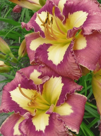 Лилейник Spacecoas Behavior Pattern