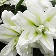 Лилия Roselily Joella