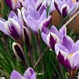 Крокус Early Spring Beauty