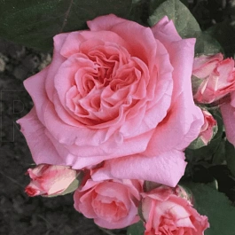 Роза кустовая Mamie Dittiere