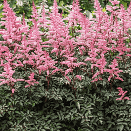 Астильба простолистная Key West