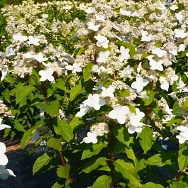 Гортензия метельчатая Mustila