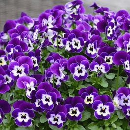 Виола рогатая  Sorbet XP Purple Face