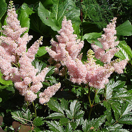 Астильба Арендса Сестра Тереза