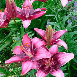 Лилия Purple Eye