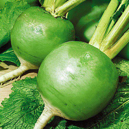 Редька Маргеланская Редька Маргеланская