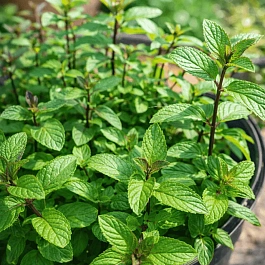 Мята перечная цитрат Chocolate Mint