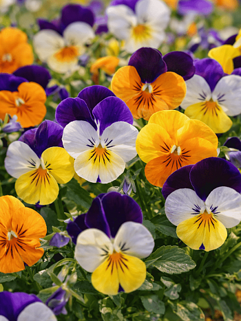 Виола рогатая Admire Jump Up Mix