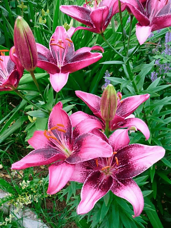 Лилия Purple Eye