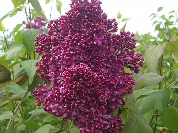 Сирень обыкновенная Карл X