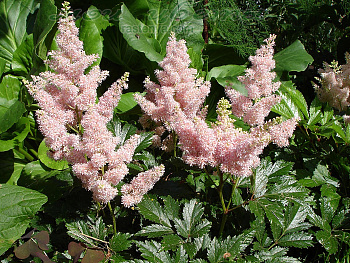 Астильба Арендса Сестра Тереза Астильба Арендса Сестра Тереза