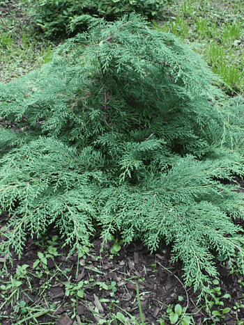 Микробиота перекрестнопарная Jacobsen