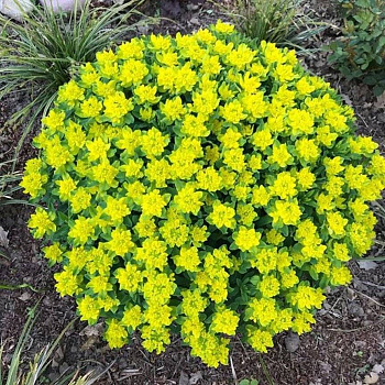 Молочай многоцветный