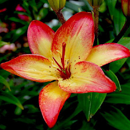 Лилия азиатская Коста-дель-Соль