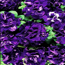 Петуния махровая Дуо Блю