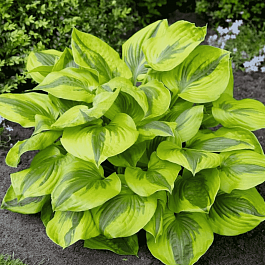 Хоста Summer Lovin