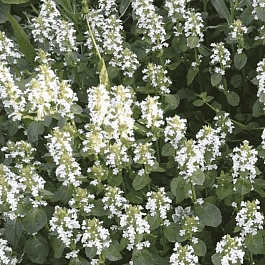 Живучка ползучая Alba