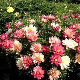 Пион ИТО Джулия Роуз