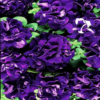 Петуния махровая Дуо Блю