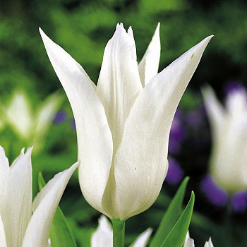 Тюльпан лилиецветный Тре Шик