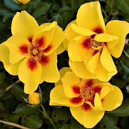 Роза парковая Айконик Лимонад