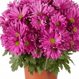 Хризантема Breeze Cassis