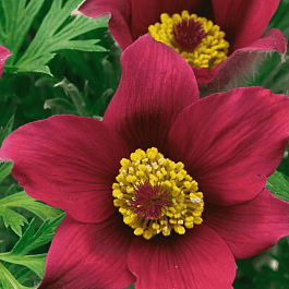 Прострел обыкновенный Pinwheel  Red