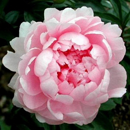 Пион травянистый Нэнси Нора