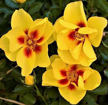 Роза парковая Айконик Лимонад