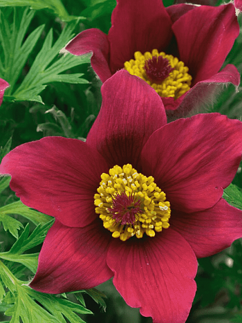 Прострел обыкновенный Pinwheel  Red