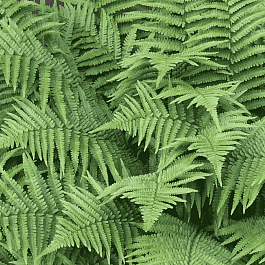 Щитовник мужской Mexica