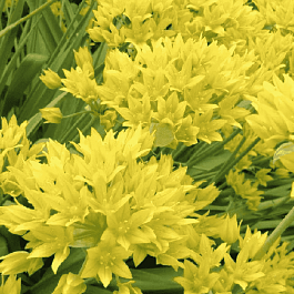 Лук декоративный  Moly